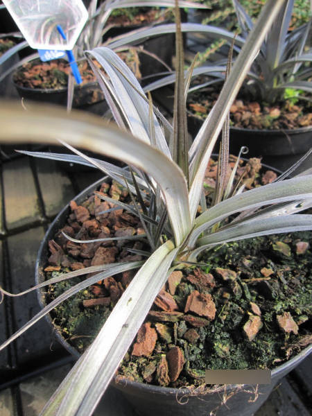 Astelia nervosa Red Shadow 2