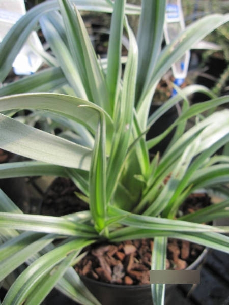 Astelia nervosa Silver Shadow 2
