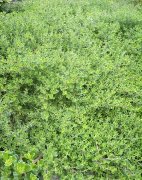 Baccharis magellanica
