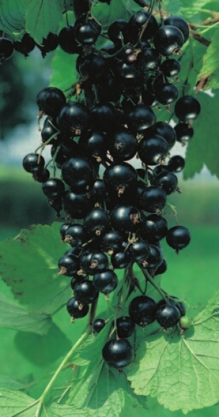 Ribes nigrum Silvergieters Schwarze hat mattschwarze und große Früchte.