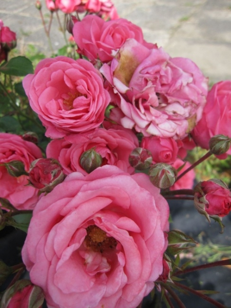 Beetrose Bella Rosa 2