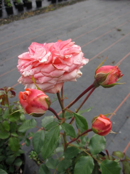Duftende Bouquet-Rose - öfterblühend und glänzendes Laub - Baumschule Pflanzenvielfalt