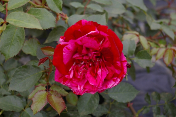 Beetrose Deep Imression 2