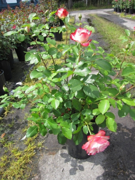 Beetrose Jubilee du Prince de Monaco 3