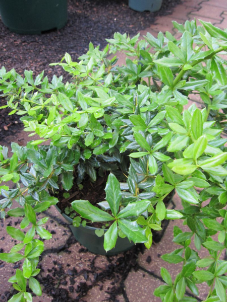 Berberis frikartii Telstar, Berberitze Telstar wächst dichtbuschig mit stark bedornten Trieben. Die Blüte ist gelb, der anschließende Fruchtschmuck rot.
