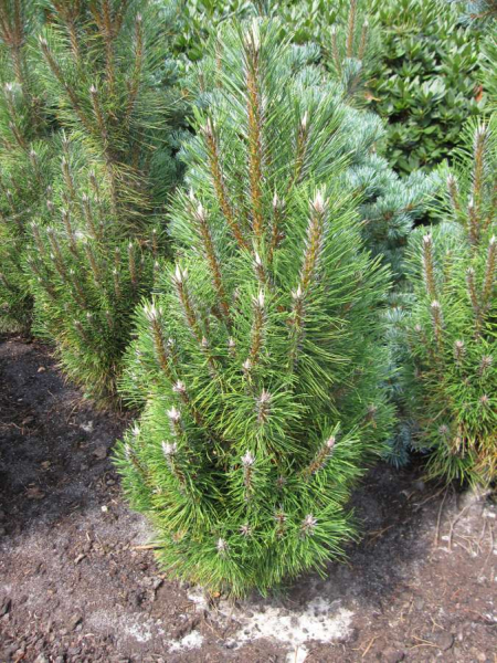 Pinus nigra Richard ist eine schwachwüchsige Schwarzkiefer