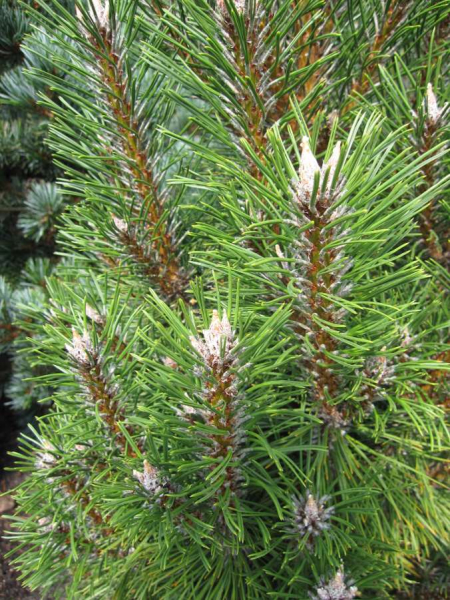 Pinus nigra Richard ist eine immergrüne Zwerg-Konifere für den kleinen Garten