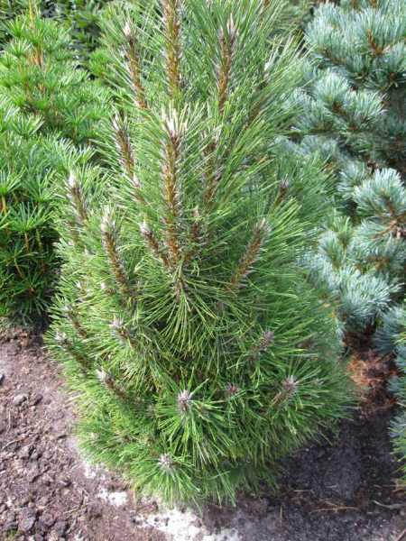 die zwergige Schwarzkiefer Richard ist ideal im Steingarten oder Heidegarten