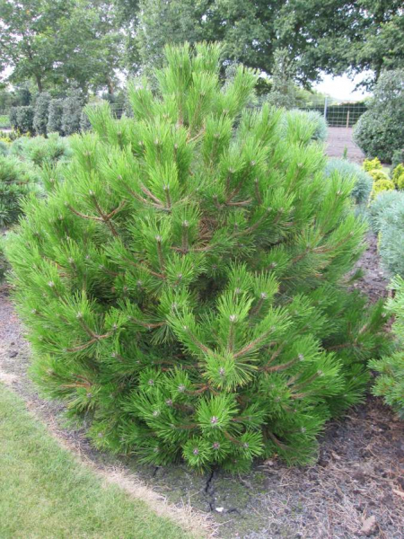 Pinus nigra Ruwer waechst sehr kompakt