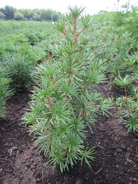 Sciadopitys verticillata Twister - japanische Schirmtanne Twister ist perfekt im kleinen Garten.