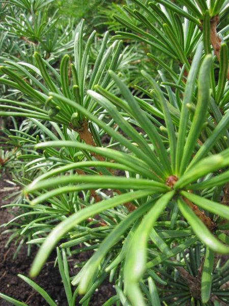 Die Sciadopitys verticillata Twister - japanische Schirmtanne Twister ist eine Neuheit aus 2012.