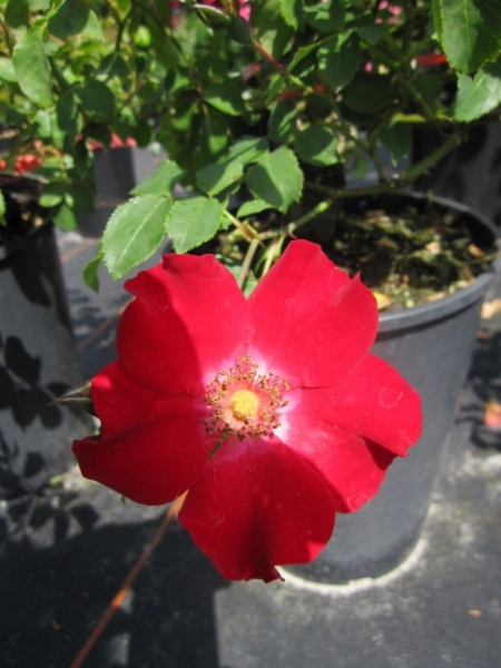 Diese besonders winterharte Bodendeckerrose Rote Max Graf® - Rosa Rote Max Graf® - rot - Kordes-Rose - kann bis zu 250 cm breit und bis zu 120 cm hoch werden.