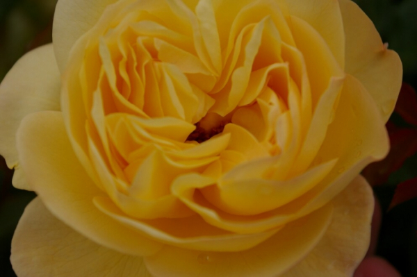 Bodendeckerrose Sonnenschirm® - Rosa Sonnenschirm® - zitronengelb - Duft+ - Tantau-Rose - blüht mit gefüllten, zitronengelben Blüten, die einen leichten Duft verbreiten.