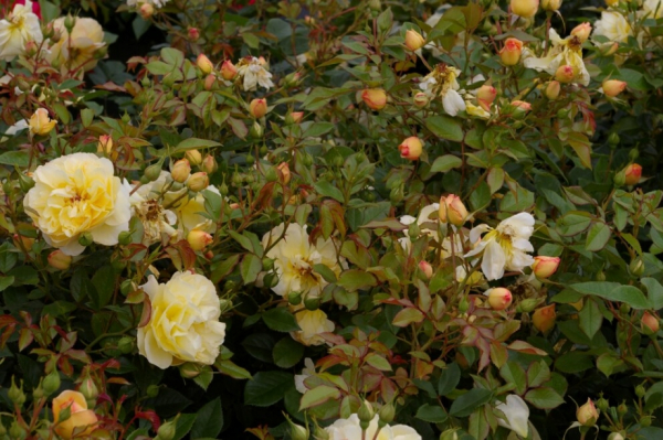 Bodendeckerrose Sonnenschirm® - Rosa Sonnenschirm® - zitronengelb - Duft+ - Tantau-Rose - wächst buschig, gut verzweigt und breit.