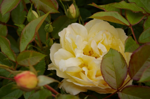 Bodendeckerrose Sonnenschirm® - Rosa Sonnenschirm® - zitronengelb - Duft+ - Tantau-Rose - ist eine bezaubernde zitronengelbe Rose mit einem breiten, buschigen Wuchs.