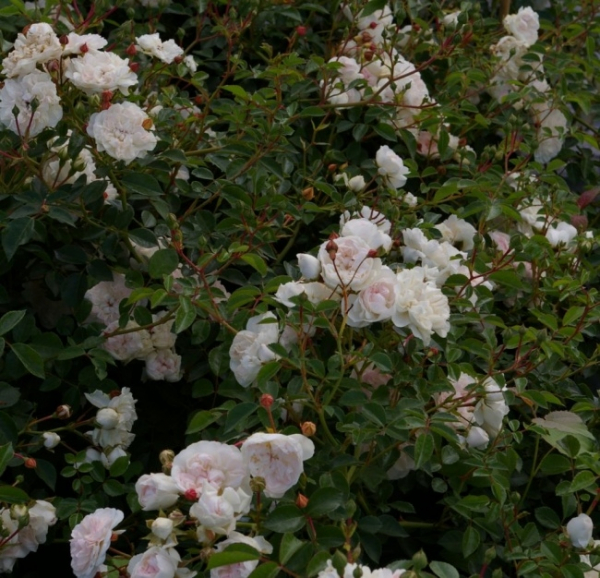 Bodendeckerrose Swany® - Rosa Swany® - weiß - Meilland-Rose - ist eine weißblühende Rose mit stark gefüllten Blüten, die sehr reichhaltig an der buschigen, kompakten, winterharten Rose sitzen.