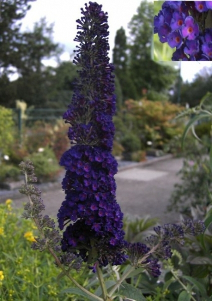 Buddleja davidii Black Knight