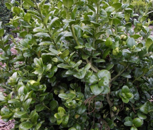 Buxus sempervirens Rotundifolia - Buchsbaum Rotundifolia - Großblättriger Buchsbaum - ist ein frostharter, robuster Buxus mit großen, blaugrünen Blättern und einem dichtbuschigen, kräftigen Wuchs. Der schnittfeste Buchsbaum benötigt einen schattigen bis h