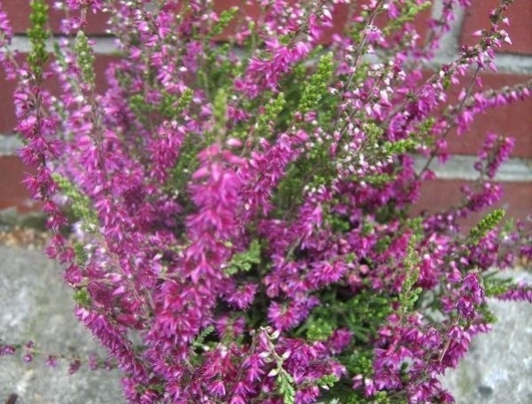 Calluna vulgaris Allegro