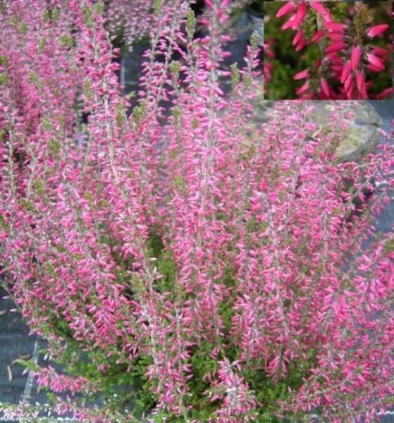 Calluna vulgaris Angie -S- - Sommerheide Angie -S- - Besenheide - Knospenheide - hat einen niedrigen, aufrechten und breitbuschigen Wuchs und besitzt eine sehr gute Winterhärte. Die hellroten Blütenknospen erscheinen ca. von Ende September bis Dezember.