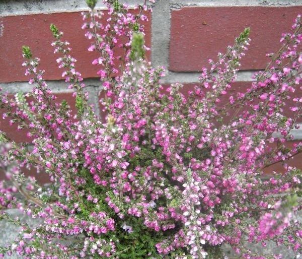 Calluna vulgaris Annemarie - Sommerheide Annemarie - Besenheide - überzeugt mit dunkelrosa, gefüllten Blüten, die von September bis Mitte November zahlreich erscheinen. Die immergrüne und winterharte Heide wächst niedrig, breitbuschig und a