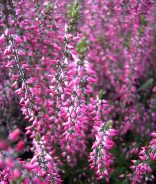 Calluna vulgaris Aphrodite -S- - Sommerheide Aphrodite -S- - Besenheide - Knospenheide -  zeigt von September bis Dezember intensive rote Blütenknospen. Die immergrüne und winterharte Sommerheide wächst aufrecht und breitbuschig.