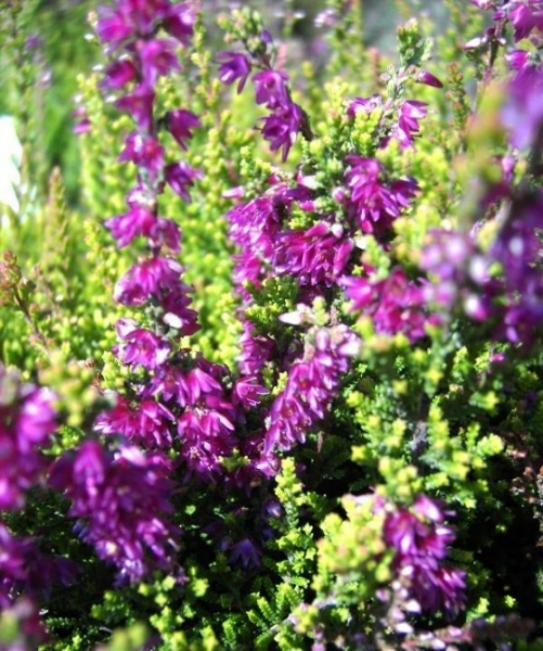 Calluna vulgaris Con Brio - Sommerheide Con Brio - Besenheide - hat frischgrünes Laub mit gelblicher Färbung. Die immergrüne und besonders winterharte Sommerheide blüht purpurrot in den Monaten von August bis September.