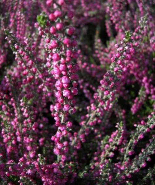 Calluna vulgaris Jana - Sommerheide Jana - Besenheide - hat rötlich bis pinkfarbene Blütenrispen von September bis Oktober. Der Wuchs ist immergrün, winterhart, niedrich und breitbuschig.