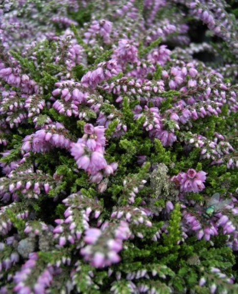 Calluna vulgaris Kuphaldtii 1