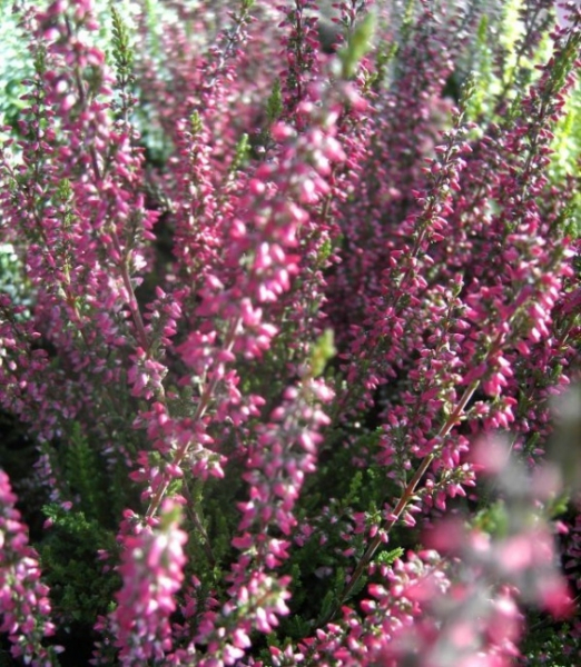 Calluna vulgaris Larissa -S- Sommerheide Larissa -S- - Besenheide - Knospenheide - blüht mit roten Knospen von August bis Oktober. Die immergrüne Knospenheide besitzt eine besonders gute Winterhärte. Der Standort sollte sonnig und hell sein.