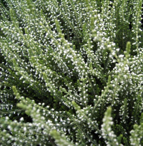 alluna vulgaris Madonna -S- - Sommerheide Madonna -S- - Besenheide - Knospenheide - bekommt in den Monaten von September bis Dezember zahlreiche weiße Blütenknospen. Der Wuchs ist immergrün, winterhart, aufrecht und breitbuschig.