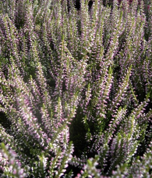 Calluna vulgaris Rosann -S- - Sommerheide Rosann -S- - Besenheide - Knospenheide - erfreut von September/Oktober mit fantastischen reinrosa-farbenen Blütenknospen. Die immergrüne und besonders winterharte Sommerheide gehört zu der GardenGirls-Serie und wä