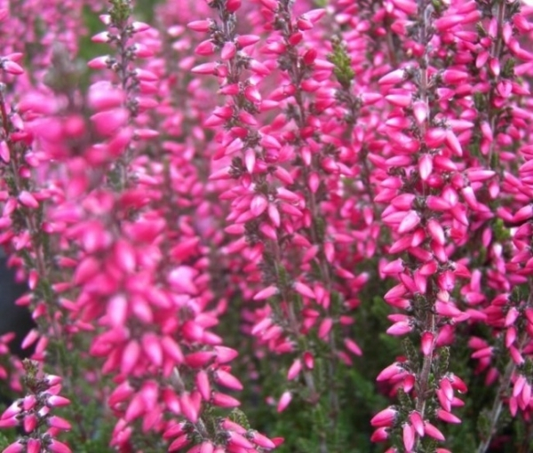 Calluna vulgaris Rose River
