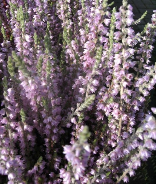 Calluna vulgaris Silver Knight