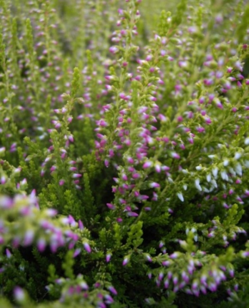 Calluna vulgaris Tessa -S- - Sommerheide Tessa -S- - Besenheide - Knospenheide - zeigt goldgelbes bis hellgrünes Laub und dunkelrosa bis rote Knospenblüte. Die Winterhärte ist besonders gut.