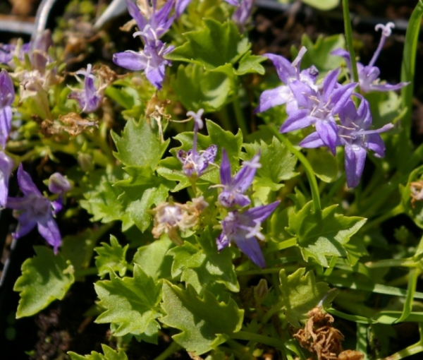 Sternförmige Blüten der Campanula garganica