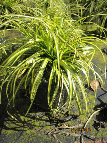 Gartensegge Eversheen