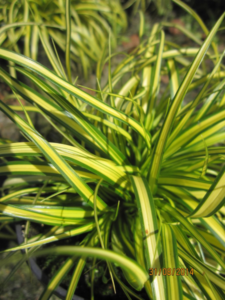 Gartengras Eversheen