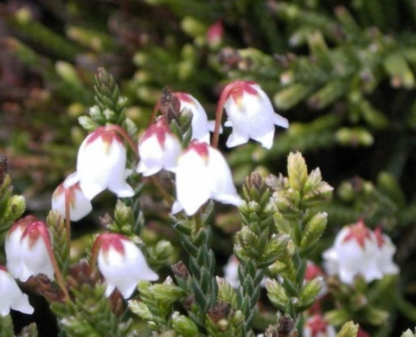 Cassiope tetragona Edinburgh 1