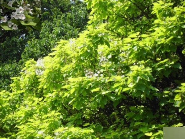 Catalpa bignonioides Aurea