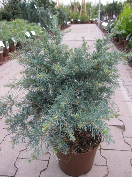 Himalaya Zeder Blue Globe1