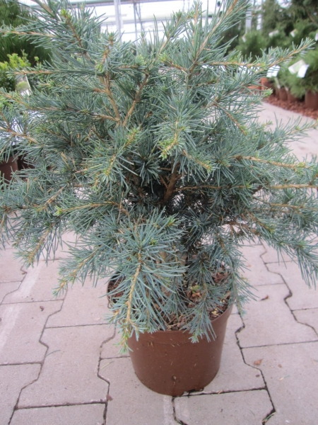 Himalaya Zeder Blue Globe3