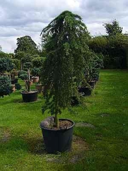 Diese Cedrus deodara Pendula -Hängende Himalaja-Zeder - hat hängende Äste und trägt bläulich-grüne Nadeln und eiförmige Zapfen.