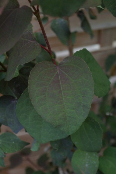 Cercidiphyllum japonicum Rotfuchs 1