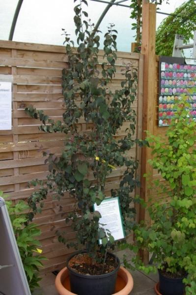 Cercidiphyllum japonicum Rotfuchs 2