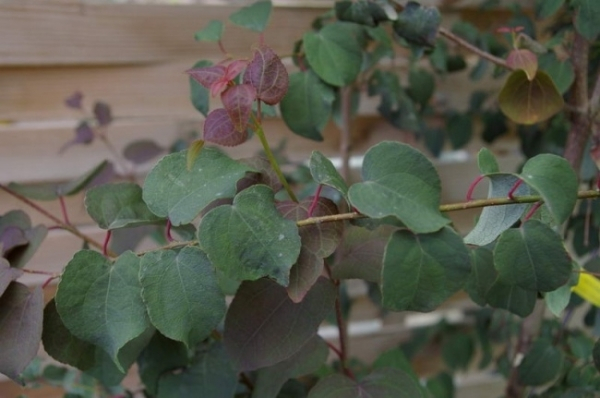 Cercidiphyllum japonicum Rotfuchs 3