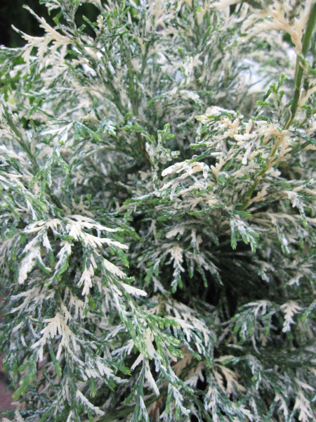 Chamaecyparis lawsoniana Pearly Swirls - Scheinzypresse Pearly Swirls - Scheinzypresse Pearly Swirls - benötigt einen sonnigen bis halbschattigen Standort. Sie besitzt eine gute Winterhärte.