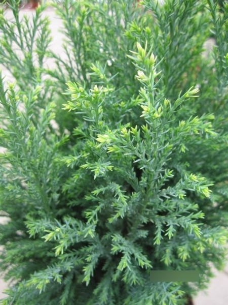 Chamaecyparis lawsoniana Snow White2