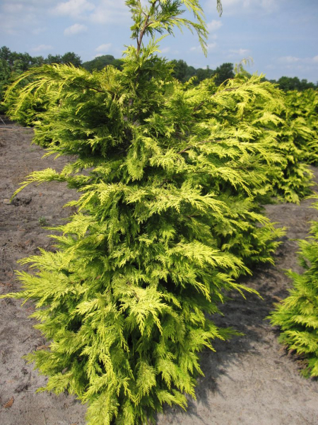 Die Chamaecyparis lawsoniana Lane ist eine gute Heckenpflanze