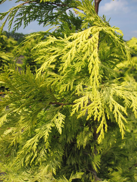 Chamaecyparis lawsoniana Lane - Gelbe Scheinzypresse Lane 40-50cm